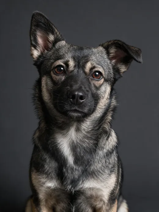 黑脸, a black-and-tan dog in a formal studio portrait.